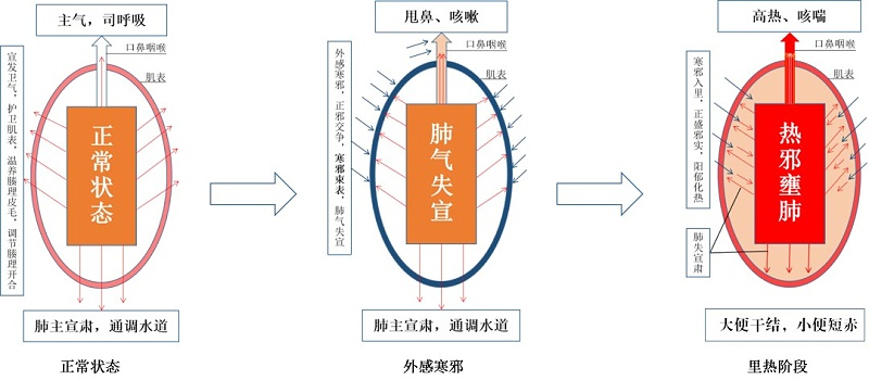 鸡呼吸道发病的原理